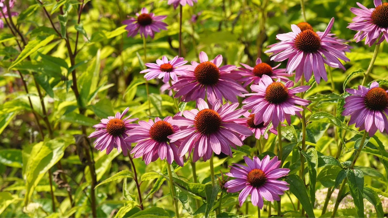 Voorkant -FLORASELF Verkoop 3453