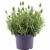 FLORASELF Franse Lavendel Lavandula Stoechas 'Anouk' Potmaat Ø 20.0 Cm H 20-40 Cm 1 FLORASELF Franse Lavendel Lavandula Stoechas 'Anouk' Potmaat Ø 20.0 Cm H 20-40 Cm -FLORASELF Verkoop DV 8 10000717 01 4c DE 20190326194800