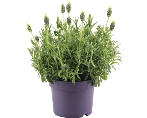 FLORASELF Franse Lavendel Lavandula Stoechas 'Anouk' Potmaat Ø 20.0 Cm H 20-40 Cm 3 FLORASELF Franse Lavendel Lavandula Stoechas 'Anouk' Potmaat Ø 20.0 Cm H 20-40 Cm