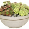 FLORASELF Huislook Sempervivum Potmaat Ø 25 Cm H 5-10 Cm -FLORASELF Verkoop DV 8 10004773 08 4c DE 20210416134657