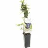 FLORASELF® Blauwe Bes Vaccinium Corybosum 'Hortblue Petite' Potmaat Ø 10 Cm