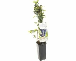 FLORASELF® Blauwe Bes Vaccinium Corybosum 'Hortblue Petite' Potmaat Ø 10 Cm
