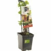 FLORASELF Quatro Bes (4 Soorten Bessen) Ribes Quatrobes Potmaat Ø 18 Cm H 25 Cm -FLORASELF Verkoop DV 8 10012902 01 4c NL 20220508214659