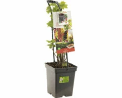 FLORASELF Quatro Bes (4 Soorten Bessen) Ribes Quatrobes Potmaat Ø 18 Cm H 25 Cm