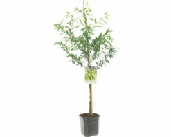 FLORASELF Amandel Prunus Dulcis Potmaat Ø 24 Cm H 150 Cm
