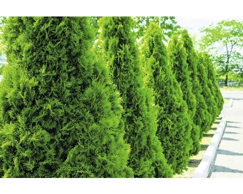 FLORASELF Levensboom Thuja Occidentalis 'Smaragd' H 80-100 Cm 35 St. Ca. 14 Meter Haag 4 FLORASELF Levensboom Thuja Occidentalis 'Smaragd' H 80-100 Cm 35 St. Ca. 14 Meter Haag - Afbeelding 2