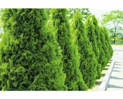 FLORASELF Levensboom Thuja Occidentalis 'Smaragd' H 125-150 Cm 15 St. Ca. 7,5 Meter Haag -FLORASELF Verkoop DV 8 10013258 04 4c DE 20210122144652 3