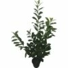 FLORASELF Laurierkers Prunus Laurocerasus 'Caucasica' Potmaat 3 Liter H 40-60 Cm 35 St Ca. 12 Meter Haag -FLORASELF Verkoop DV 8 10013266 01 4c DE 20190820111758