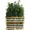 FLORASELF Laurierkers Prunus Laurocerasus 'Caucasica' Potmaat 3 Liter H 40-60 Cm 75 St Ca. 25 Meter Haag -FLORASELF Verkoop DV 8 10013267 01 4c DE 20190307084752