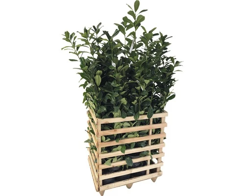 FloraSelf Laurierkers Prunus Laurocerasus 'Caucasica' H 100-125 Cm 6 St. Ca. 2,5 Meter Haag 3 FloraSelf Laurierkers Prunus Laurocerasus 'Caucasica' H 100-125 Cm 6 St. Ca. 2,5 Meter Haag