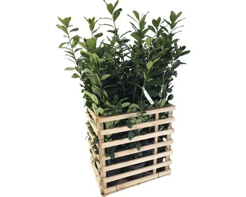 FLORASELF Laurier Prunus Laurocerasus 'Caucasica' H 80-100 Cm 12 St. Ca. 5 Meter Haag 3 FLORASELF Laurier Prunus Laurocerasus 'Caucasica' H 80-100 Cm 12 St. Ca. 5 Meter Haag