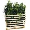 FLORASELF Laurier Prunus Laurocerasus 'Caucasica' H 80-100 Cm 35 St. Ca. 14 Meter Haag -FLORASELF Verkoop DV 8 10013271 01 4c DE 20200220154757