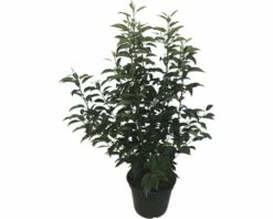 FLORASELF Portugese Laurier Prunus Lusitanica 'Angustifolia' Potmaat 5 Liter H 60-80 Cm 20 St. Ca. 8 Meter Haag -FLORASELF Verkoop DV 8 10013274 01 4c DE 20190820111758