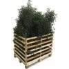 FLORASELF Laurier Prunus Lusitanica 'Angustifolia' H 100-125 Cm 6 St. Ca. 2,5 Meter Haag -FLORASELF Verkoop DV 8 10013277 01 4c DE 20210915114758 2