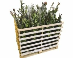 FLORASELF Glansmispel Photinia Fraseri 'Pink Marble' Potmaat 10 Liter H 80-100 Cm 23 St. Ca. 9 Meter Haag