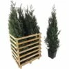 FLORASELF Californische Cypres Chamaecyparis Lawsoniana 'Columnaris Glauca' H 125-150 Cm 6 St. Ca. 2,5 Meter Haag -FLORASELF Verkoop DV 8 10013291 01 4c DE 20190406211654