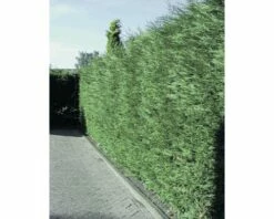 FLORASELF Californische Cypres Chamaecyparis Lawsoniana 'Columnaris Glauca' H 125-150 Cm 6 St. Ca. 2,5 Meter Haag 5 FLORASELF Californische Cypres Chamaecyparis Lawsoniana 'Columnaris Glauca' H 125-150 Cm 6 St. Ca. 2,5 Meter Haag -FLORASELF Verkoop DV 8 10013291 02 4c DE 20210122144652 1