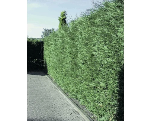 FLORASELF Californische Cypres Chamaecyparis Lawsoniana 'Columnaris Glauca' H 80-100 Cm 35 St. Ca. 12 Meter Haag 4 FLORASELF Californische Cypres Chamaecyparis Lawsoniana 'Columnaris Glauca' H 80-100 Cm 35 St. Ca. 12 Meter Haag - Afbeelding 2