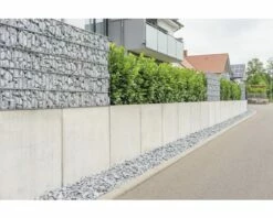 FloraSelf Laurierkers Prunus Laurocerasus 'Novita' H 60-80 Cm 35 St. Ca. 12 Meter Haag -FLORASELF Verkoop DV 8 10013292 08 4c DE 20210122144652 1