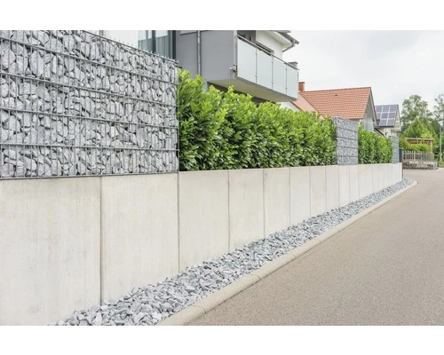 FloraSelf Laurierkers Prunus Laurocerasus 'Novita' H 80-100 Cm 12 St. Ca. 5 Meter Haag 5 FloraSelf Laurierkers Prunus Laurocerasus 'Novita' H 80-100 Cm 12 St. Ca. 5 Meter Haag - Afbeelding 3