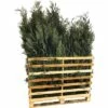 FLORASELF Californische Cypres Chamaecyparis Lawsoniana 'Columnaris Glauca' H 125-150 Cm 15 St. Ca. 6 Meter Haag -FLORASELF Verkoop DV 8 10013296 01 4c DE 20190307111659