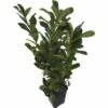 FloraSelf Laurierkers Prunus Laurocerasus 'Novita' H 80-100 Cm 12 St. Ca. 5 Meter Haag -FLORASELF Verkoop DV 8 10013303 01 4c DE 20200417101651
