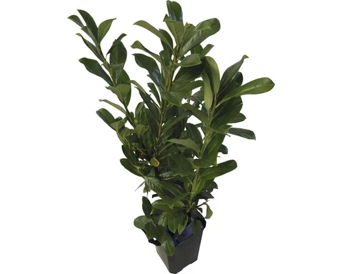 FloraSelf Laurierkers Prunus Laurocerasus 'Novita' H 80-100 Cm 12 St. Ca. 5 Meter Haag 3 FloraSelf Laurierkers Prunus Laurocerasus 'Novita' H 80-100 Cm 12 St. Ca. 5 Meter Haag