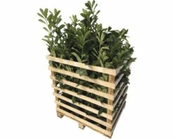 FloraSelf Laurierkers Prunus Laurocerasus 'Novita' H 80-100 Cm 12 St. Ca. 5 Meter Haag 6 FloraSelf Laurierkers Prunus Laurocerasus 'Novita' H 80-100 Cm 12 St. Ca. 5 Meter Haag -FLORASELF Verkoop DV 8 10013303 02 4c DE 20200417101651