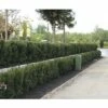 FLORASELF Venijnboom Taxus Baccata H 60-80 Cm 35 St. Ca. 12 Meter Haag -FLORASELF Verkoop DV 8 10013308 04 4c DE 20210910144757 3
