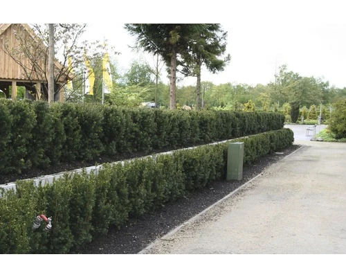 FLORASELF Venijnboom Taxus Baccata H 60-80 Cm 35 St. Ca. 12 Meter Haag 3 FLORASELF Venijnboom Taxus Baccata H 60-80 Cm 35 St. Ca. 12 Meter Haag