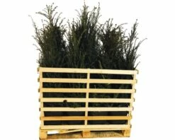 FLORASELF Venijnboom Taxus Baccata H 100-125 Cm 15 St. Ca. 6 Meter Haag -FLORASELF Verkoop DV 8 10013309 01 4c DE 20220916101658