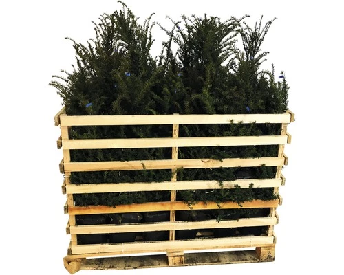 FLORASELF Venijnboom Taxus Baccata H 60-80 Cm 35 St. Ca. 12 Meter Haag 4 FLORASELF Venijnboom Taxus Baccata H 60-80 Cm 35 St. Ca. 12 Meter Haag - Afbeelding 2