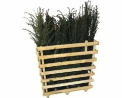 FLORASELF Venijnboom Taxus Baccata H 80-100 Cm 12 St. Ca. 4 Meter Haag 5 FLORASELF Venijnboom Taxus Baccata H 80-100 Cm 12 St. Ca. 4 Meter Haag -FLORASELF Verkoop DV 8 10013316 01 4c DE 20190316211651