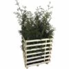 FLORASELF Levensboom Thuja Occidentalis 'Brabant' H 125-150 Cm 6 St Ca. 3 Meter Haag -FLORASELF Verkoop DV 8 10013319 01 4c DE 20190316211651