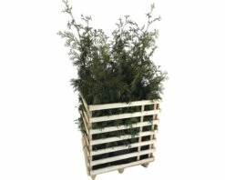 FLORASELF Levensboom Thuja Occidentalis 'Brabant' H 125-150 Cm 6 St Ca. 3 Meter Haag