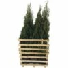 FLORASELF Levensboom Thuja Occidentalis 'Smaragd' H 125-150 Cm 6 St. Ca. 3 Meter Haag -FLORASELF Verkoop DV 8 10013330 01 4c DE 20190316211651