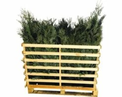 FLORASELF Californische Cypres Chamaecyparis Lawsoniana 'Columnaris Glauca' H 80-100 Cm 35 St. Ca. 12 Meter Haag