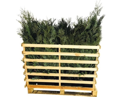 FLORASELF Californische Cypres Chamaecyparis Lawsoniana 'Columnaris Glauca' H 80-100 Cm 35 St. Ca. 12 Meter Haag 3 FLORASELF Californische Cypres Chamaecyparis Lawsoniana 'Columnaris Glauca' H 80-100 Cm 35 St. Ca. 12 Meter Haag