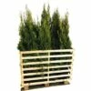 FLORASELF Levensboom Thuja Occidentalis 'Smaragd' H 125-150 Cm 15 St. Ca. 7,5 Meter Haag 2 FLORASELF Levensboom Thuja Occidentalis 'Smaragd' H 125-150 Cm 15 St. Ca. 7,5 Meter Haag -FLORASELF Verkoop DV 8 10013332 01 4c DE 20190307114653