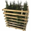 FLORASELF Levensboom Thuja Occidentalis 'Smaragd' H 60-80 Cm 12 St. Ca. 4 Meter Haag -FLORASELF Verkoop DV 8 10013338 01 4c DE 20190316211651