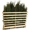 FLORASELF Levensboom Thuja Occidentalis 'Smaragd' H 60-80 Cm 35 St. Ca. 12 Meter Haag -FLORASELF Verkoop DV 8 10013339 01 4c DE 20190307111759