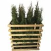 FLORASELF Levensboom Thuja Occidentalis 'Smaragd' H 80-100 Cm 12 St. Ca. 5 Meter Haag -FLORASELF Verkoop DV 8 10013340 01 4c DE 20190316211651