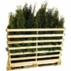 FLORASELF Levensboom Thuja Occidentalis 'Smaragd' H 80-100 Cm 35 St. Ca. 14 Meter Haag -FLORASELF Verkoop DV 8 10013341 01 4c DE 20190307114653