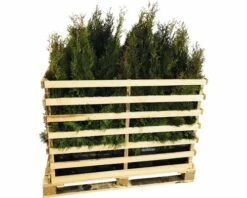 FLORASELF Levensboom Thuja Occidentalis 'Smaragd' H 80-100 Cm 35 St. Ca. 14 Meter Haag