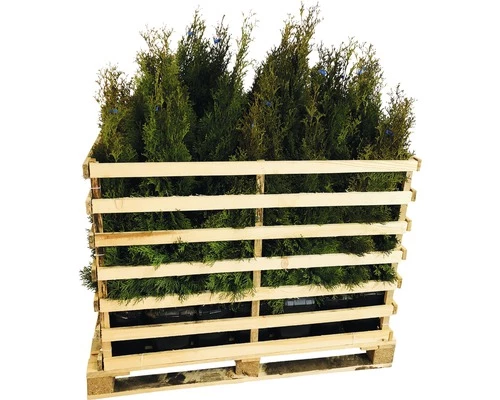 FLORASELF Levensboom Thuja Occidentalis 'Smaragd' H 80-100 Cm 35 St. Ca. 14 Meter Haag 3 FLORASELF Levensboom Thuja Occidentalis 'Smaragd' H 80-100 Cm 35 St. Ca. 14 Meter Haag