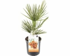 FLORASELF® Europese Dwergpalm Chamaerops Humilis Potmaat Ø 17 Cm