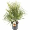 FLORASELF® Europese Dwergpalm Chamaerops Humilis Potmaat Ø 23 Cm 2 FLORASELF® Europese Dwergpalm Chamaerops Humilis Potmaat Ø 23 Cm -FLORASELF Verkoop DV 8 10035609 01 4c NL 20190411184755