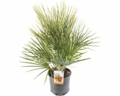 FLORASELF® Europese Dwergpalm Chamaerops Humilis Potmaat Ø 23 Cm