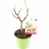 FLORASELF® Vijgenboom Ficus Carica Potmaat Ø 17 Cm -FLORASELF Verkoop DV 8 10035610 01 4c NL 20190411184755