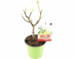 FLORASELF® Vijgenboom Ficus Carica Potmaat Ø 17 Cm